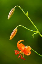 Orange / Martagon lily {Lilium martagon} Valley of the Geysers, Kronotsky Zapovednik, Kamchatka, Russia.