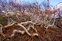 Stone / Ermans birch tree {Betula ermanii} growing on slopes of the upper forest belt, Kronotsky Zapovednik Reserve, Russia.