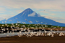 Flock of Gulls above Tikhaya River, Kronotsky Zapovednik Reserve, Kamchatka, Russia.