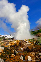 'Velikan' or 'Giant' Geyser, with colonies of thermophilic bacteria colouring foreground, Kronotsky Zapovednik Reserve, Russia. Tthe largest geyser on Kamchatka, periodically erupting, releasing up to...
