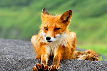 Red fox {Vulpes vulpes} stretching on volcanic sand, Kamchatka's Pacific coast, Kronotsky Zapovednik Reserve, Kamchatka, Russia.