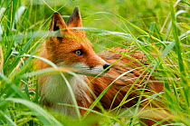 Red Fox {Vulpes vulpes} head profile in long grass, Kamchatka's Kronotsky Zapovednik Reserve, Kamchatka, Russia.