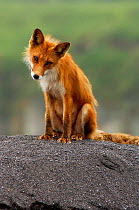 Red fox {Vulpes vulpes} portrait looking curious, on volcanic sand, Kronotsky Zapovednik Reserve, Kamchatka, Russia.
