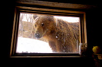 Kamchatka Brown bear (Ursus arctos beringianus) Valley of the Geysers, Kronotsky Zapovednik Reserve, Kamchatka, Russia. Bear appeared at photographer's window one morning.
