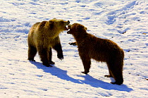 Kamchatka Brown bear (Ursus arctos beringianus) siblings play-fighting, Valley of the Geysers, Kronotsky Zapovednik Reserve, Kamchatka, Russia.