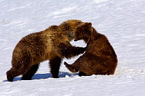 Kamchatka Brown bear (Ursus arctos beringianus) play-fighting, Valley of the Geysers, Kronotsky Zapovednik Reserve, Kamchatka, Russia.