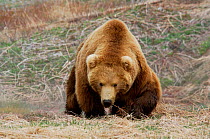 Kamchatka Brown bear (Ursus arctos beringianus) Valley of the Geysers, Kronotsky Zapovednik Reserve, Kamchatka, Russia.