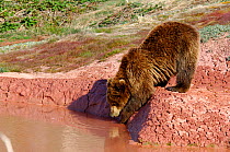 Kamchatka Brown bear (Ursus arctos beringianus) dipping paw into hot spring before drinking, Kronotsky Zapovednik Reserve, Kamchatka, Russia.