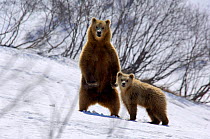 Kamchatka Brown bear (Ursus arctos beringianus) mother standing with cub, Valley of the Geysers, Kronotsky Zapovednik Reserve, Kamchatka, Russia.
