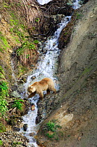 Female Kamchatka Brown bear (Ursus arctos beringianus) crossing stream, Valley of the Geysers, Kronotsky Zapovednik Reserve, Kamchatka, Russia.