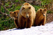 Brown bear {Ursus arctos} mother with cubs, Valley of the Geysers, Kronotsky Zapovednik, Russia.
