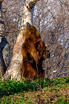 Male Kamchatka Brown bear (Ursus arctos beringianus) marks trunk of Stone birch to denote territory during mating season, Valley of the Geysers, Kronotsky Zapovednik Reserve, Kamchatka, Russia.