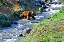 Kamchatka Brown bear (Ursus arctos beringianus) crossing stream, Valley of the Geysers, Kronotsky Zapovednik Reserve, Kamchatka, Russia.