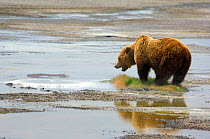 Kamchatka Brown bear (Ursus arctos beringianus) mother roaring at hotspring after her cub burned paw walking over it, Uzon Caldera, Kronotsky Zapovednik Reserve, Kamchatka, Russia.
