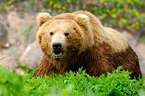 Kamchatka Brown bear (Ursus arctos beringianus) male eating vegetation, Valley of the Geysers, Kronotsky Zapovednik Reserve, Kamchatka, Russia.