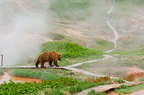 Kamchatka Brown bear (Ursus arctos beringianus) walking along tourist boardwalk, Valley of the Geysers, Kronotsky Zapovednik Reserve, Kamchatka, Russia.