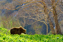 Kamchatka Brown bear (Ursus arctos beringianus) eating vegetation in a stand of Stone birch, Valley of the Geysers, Kronotsky Zapovednik Reserve, Kamchatka, Russia.