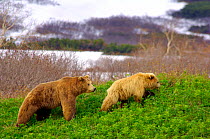 Brown bear {Ursus arctos} young male follows female in mating season, Kronotsky Zapovednik Reserve, Russia.