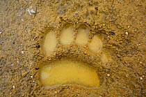 Kamchatka Brown bear (Ursus arctos beringianus) footprint in mud, Kamchatka, Kronostsky Zapovednik Reserve, Russia.