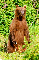 Kamchatka Brown bear (Ursus arctos beringianus) standing on rear legs, Kamchatka, Kronotsky Zapovednik Reserve, Russia.