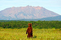 Kamchatka Brown bear (Ursus arctos beringianus) standing in coastal tundra with the spiky ridge of Zubchatka Volcano, Kamchatka, Kronotsky Zapovednik Reserve, Russia