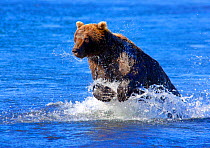 Kamchatka Brown bear (Ursus arctos beringianus) leaping for Calico salmon during spawning season, Kronotsky River, Kronotsky Zapovednik Reserve, Kamchatka, Russia.