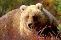 Kamchatka Brown bear (Ursus arctos beringianus) gorged on salmon and berries, Kronotsky Zapovednik Reserve, Kamchatka, Russia.