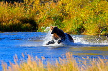 Kamchatka Brown bear (Ursus arctos beringianus) leaping for Calico salmon during spawning season, Kronotsky River, Kronotsky Zapovednik Reserve, Kamchatka, Russia.