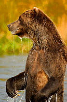 Wet Kamchatka Brown bear (Ursus arctos beringianus) standing to get a better view of spawning Salmon, Kronotsky River, Kronotsky Zapovednik Reserve, Kamchatka, Russia.