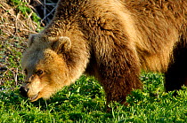 Kamchatka Brown bear (Ursus arctos beringianus) eating grass after hibernation to initialise digestion, Kronotsky River, Kronotsky Zapovednik Reserve, Kamchatka, Russia.
