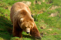 Kamchatka Brown bear (Ursus arctos beringianus) walking, Valley of the Geysers, Kronotsky Zapovednik Reserve, Kamchatka, Russia.
