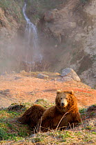 Kamchatka Brown bear (Ursus arctos beringianus) resting on warm ground next to thermal waters, Valley of the Geysers, Kronotsky Zapovednik Reserve, Kamchatka, Russia.