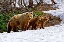 Kamchatka Brown bear (Ursus arctos beringianus) mother and cubs, Valley of the Geysers, Kronotsky Zapovednik Reserve, Kamchatka, Russia.