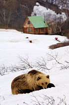 Kamchatka brown bear (Ursus arctos beringianus)  'Blackpaw' resting in snow with Igor Shpilenok's cabin in background. Valley of the Geysers, Kronotsky Zapovednik Reserve, Kamchatka, Russia.