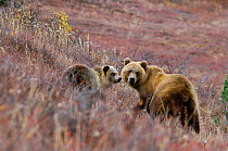 Kamchatka brown bear (Ursus arctos beringianus)  mother and cub on tundra, Kronotsky Zapovednik Reserve, Kamchatka, Russia.