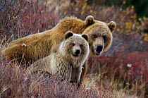 Brown bear {Ursus arctos} mother and cub, fattened-up and ready to hibernate, Kronotsky Zapovednik Reserve, Russia.