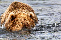 Kamchatka Brown bear (Ursus arctos beringianus) head underwater looking for Salmon underwater, Kronotsky River, Kronotsky Zapovednik Reserve, Kamchatka, Russia.