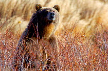 Kamchatka brown bear (Ursus arctos beringianus)  standing and smelling air, Kronotsky Zapovednik Reserve, Kamchatka, Russia.