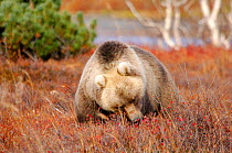 Kamchatka Brown bear (Ursus arctos beringianus) eating Dog rose {Rosa canina} Kronotsky Zapovednik Reserve, Kamchatka, Russia.