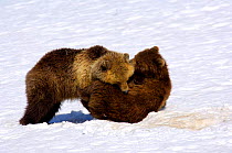 Kamchatka Brown bear (Ursus arctos beringianus) cubs playing in snow, Kronotsky Zapovednik Reserve, Kamchatka, Russia.