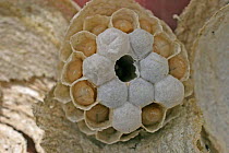 Median wasp {Dolichovespula media} showing inside of nest with grubs and sealed chambers, UK.