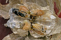Median wasp {Dolichovespula media} section through nest with grubs and developing adults, UK.