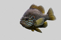 Pumpkinseed fish {Lepomis gibbosus} front view against grey background, captive.