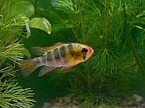 Male ram fish {Mikrogeophagus ramirezi} between water plants, captive, UK.