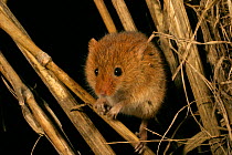 Harvest mouse (old world) {Micromys minutus} amongst corn stalks, Norfolk, UK.