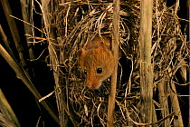 Harvest mouse (old world) {Micromys minutus} looking out of nest, Norfolk, UK.