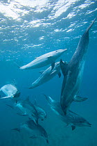 Bottlenose dolphins {Tursiops truncatus} bachelor pod, Bay of Islands, North Island, New Zealand, South Pacific Ocean.