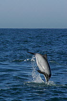 Hector's dolphin {Cephalorhynchus hectori} jumping and flipping out of water, Akaroa, Banks Peninsula, South Island, New Zealand, South Pacific Ocean.