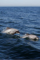 Hector's dolphin {Cephalorhynchus hectori} porpoising out of water, Akaroa, Banks Peninsula, South Island, New Zealand, South Pacific Ocean.