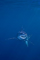 Shortfin mako shark {Isurus oxyrhinchus} King Bank, North Island, New Zealand, South Pacific Ocean.